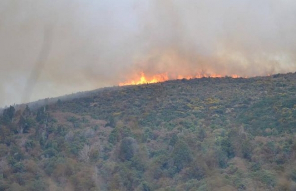 Пожар в Новой Зеландии охватил 12 га леса