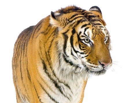 Тигр напал на охотника защищая добычу