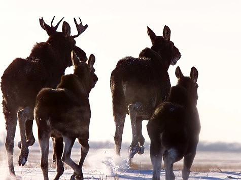 В Кировской области открыт сезон охоты на взрослых самцов лося