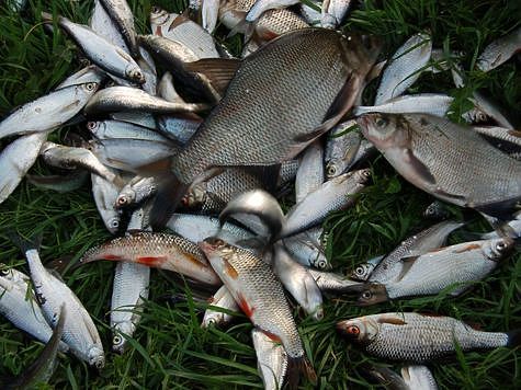 Татарстан радует рыбалками на хищника