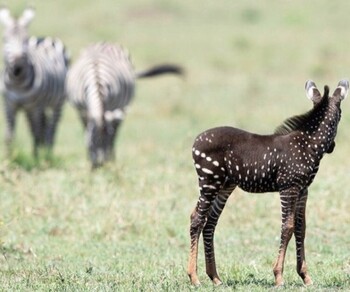 В заповеднике Кении обнаружена необычная зебра в горошек 