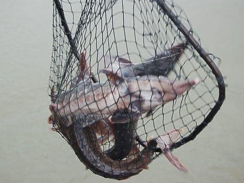 Томская рыбоохрана особое внимание уделяет осетровым