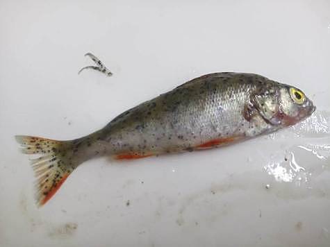 Биологи предупреждают об опасной рыбе